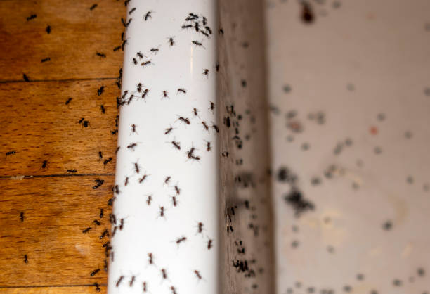 Best Emergency Pest Control  in Prairie Grove, IL