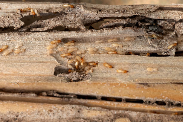 Best Affordable Pest Control Services  in Prairie Grove, IL