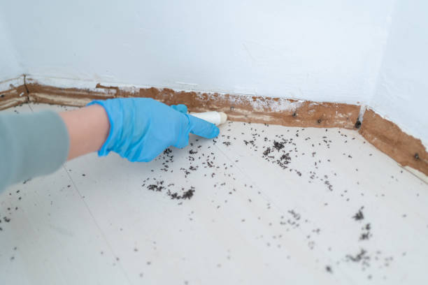 Best Rat Extermination Near Me  in Prairie Grove, IL